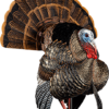 Avian X HDR Strutter Decoy