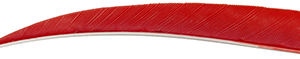 Trueflight Shield Cut Feathers Red 4 in. RW 100 pk.