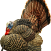 Avian X Strutter Turkey Decoy