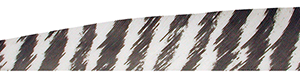 Gateway Shield Cut Feathers Barred White 4 in. RW 100 Pk.